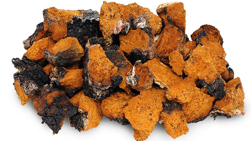 Chaga Herb