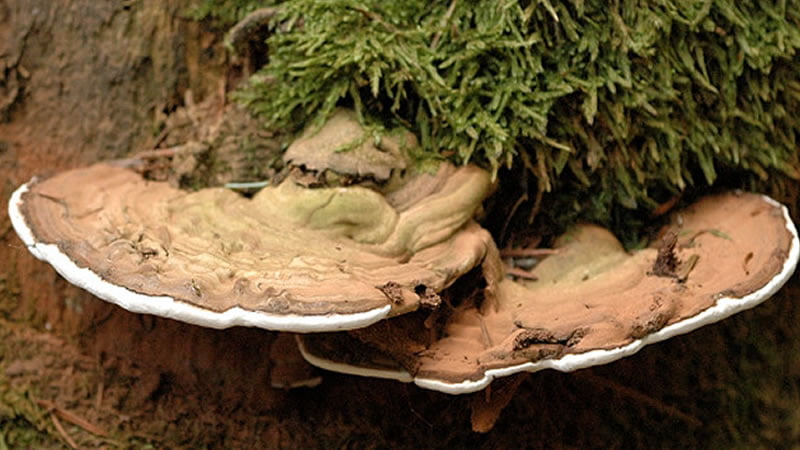 Ganoderma Herb