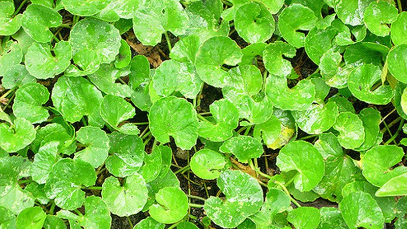 Gotu kola