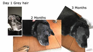 AGE Pill Grey hair reduction with Milo the AGE PIll Dog.