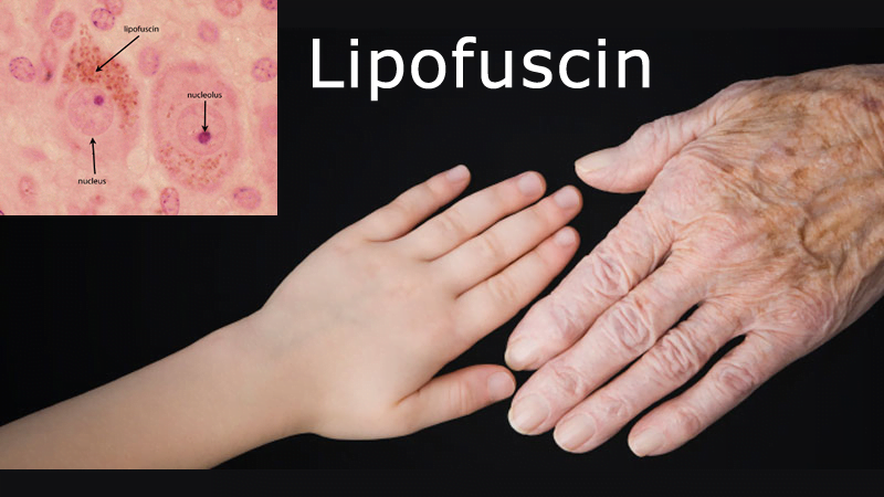 Lipofuscin Age Pill