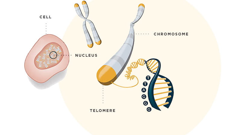 Telomere Testing