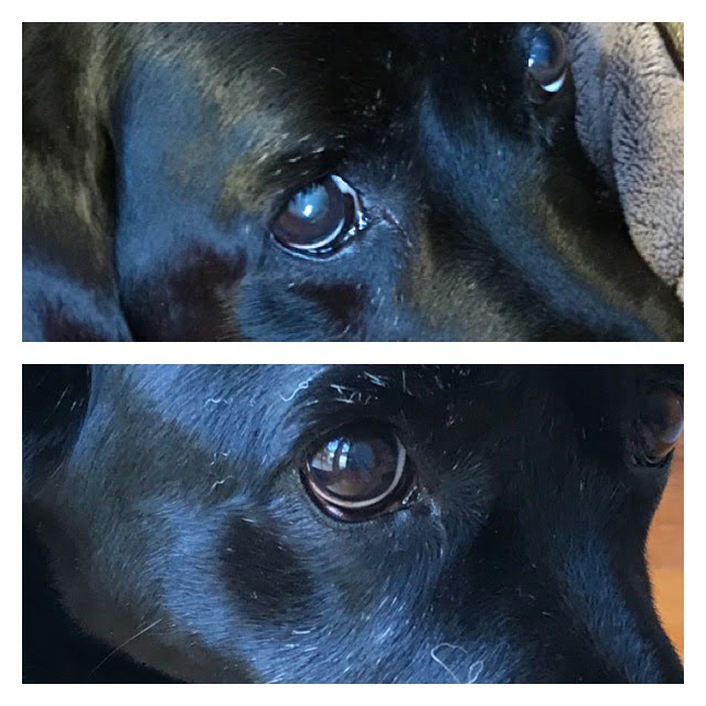 Age Pill Dog Cataract Reduced better vision