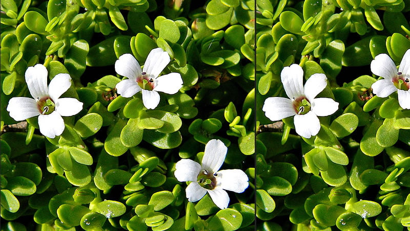 Bacopa Herb