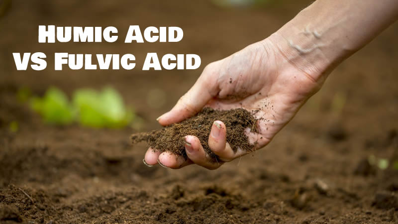 Humic Acid vs Fulvic Acid