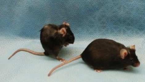 age reversal in mice